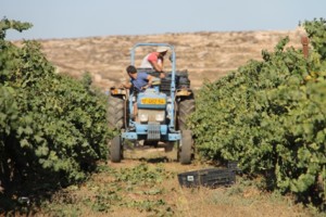 פסטיבל בציר ושיר בחבל יתיר צילום יקב שוקק